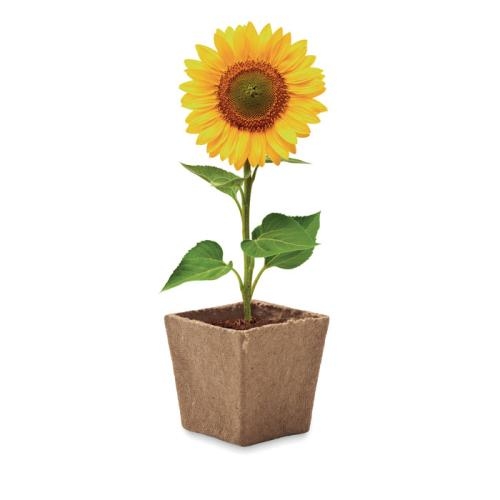 Zonnebloem kweekset Sunflower kit beige